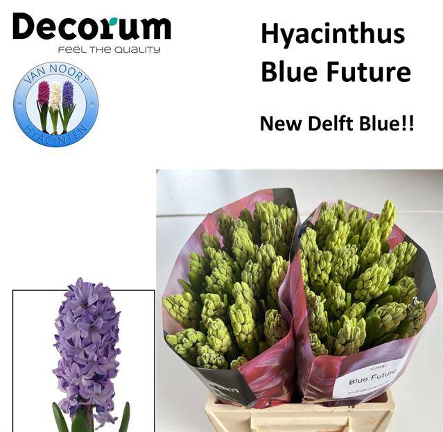 <h4>HYAC BLUE FUTURE</h4>