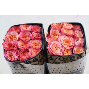 R Gr Country Aquarell