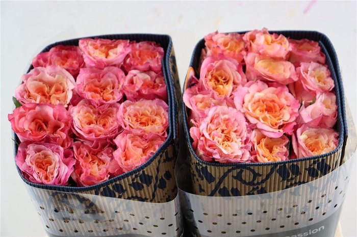 <h4>R Gr Country Aquarell</h4>