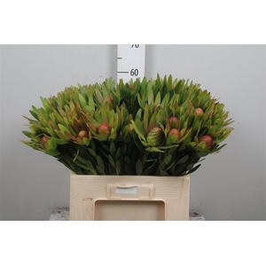 Leucad Ayoba Sky Ex Nut