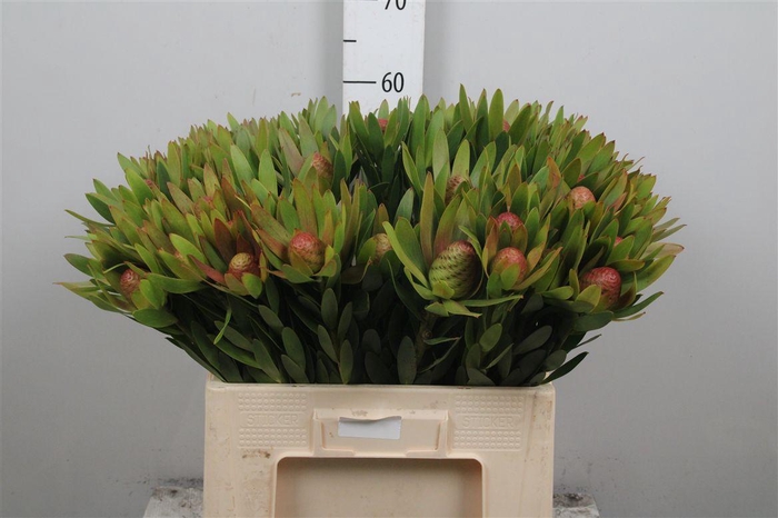 <h4>Leucad Ayoba Sky Ex Nut</h4>