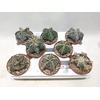 Astrophytum Mix