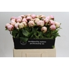 Paeonia Carl G. Klehm