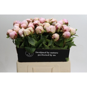Paeonia Carl G. Klehm