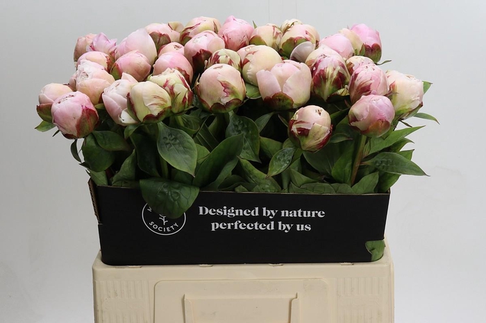 Paeonia Carl G. Klehm