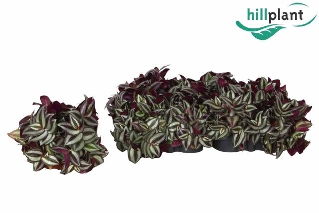 <h4>TRAD ZE VIOLET HILL</h4>