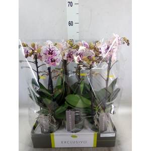 Phalaenopsis multi.   ...