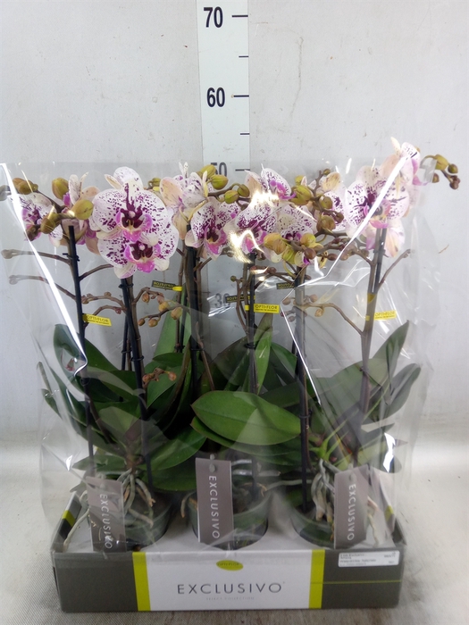 <h4>Phalaenopsis multi.   ...</h4>