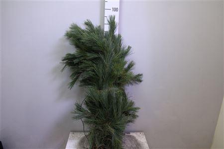 Pinus Strobus Bs