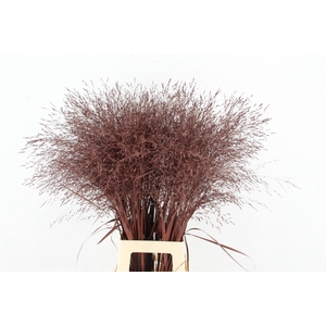 gras panic warrior Brown