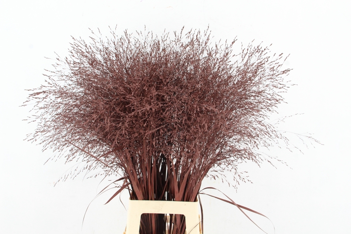 <h4>Gras Paint Brown</h4>