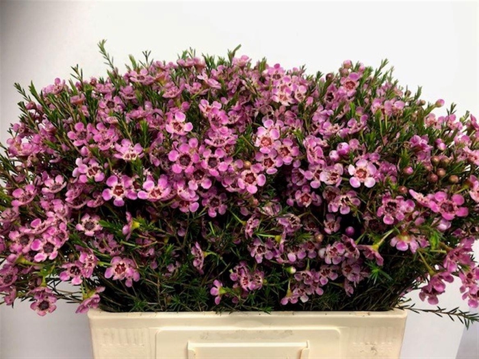 <h4>CHAME ME GRAND ADI</h4>