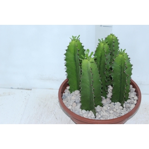 CACTUS EUPHORBIA MANDACARU C32 VARIADO
