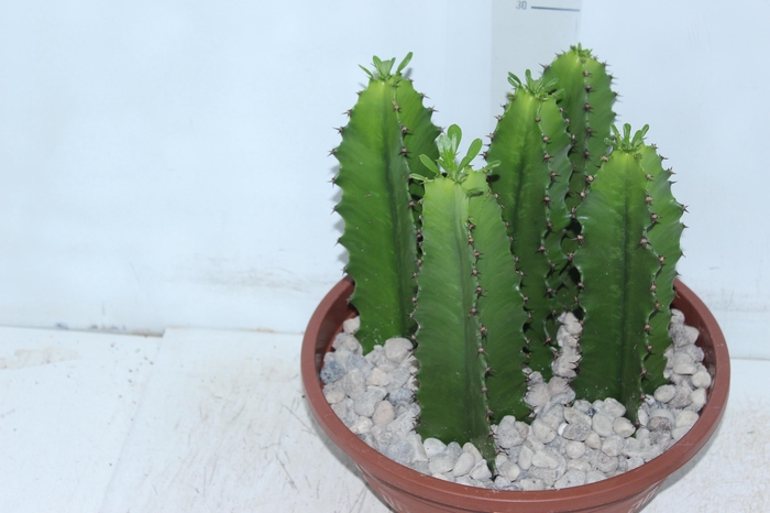 <h4>CACTUS EUPHORBIA MANDACARU C32 VARIADO</h4>