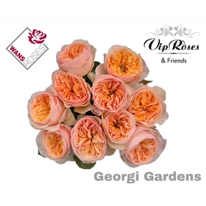 R GR GEORGI GARDENS!