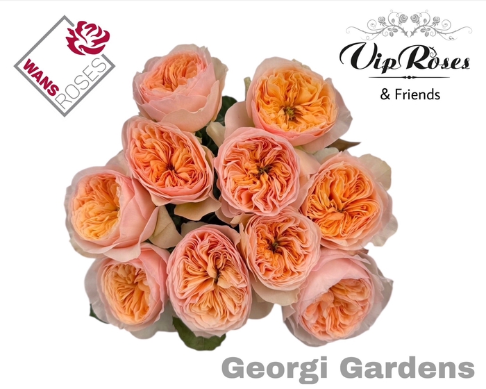 <h4>R GR GEORGI GARDENS!</h4>