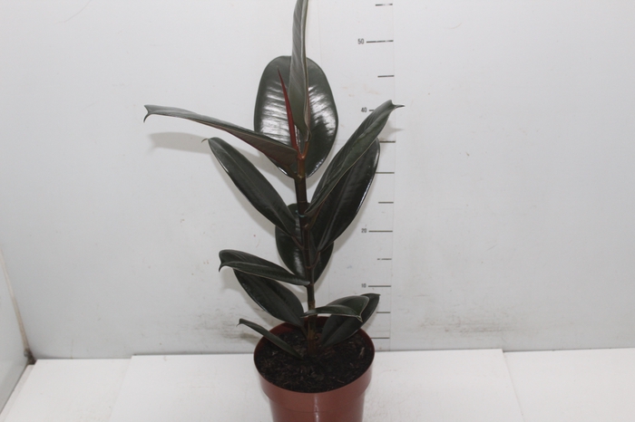 <h4>FICUS ELASTICA BURGUNDY P17</h4>