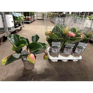 Medin Candy 3 Flower