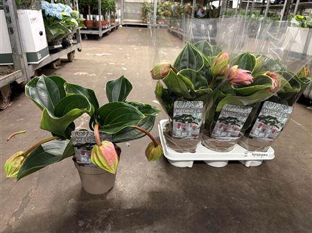 <h4>Medin Candy 3 Flower</h4>