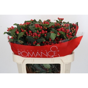 Hypericum True Romance Spray