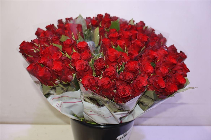 <h4>R Gr Red Torch</h4>