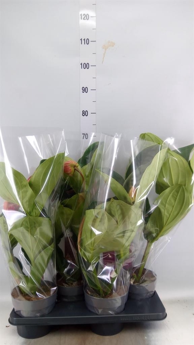 <h4>Medinilla magn. 'Flamenco'</h4>