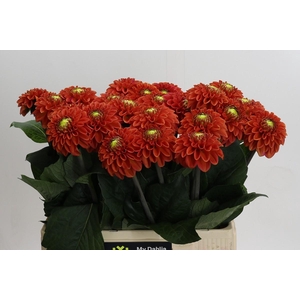 Dahlia Orange Fox