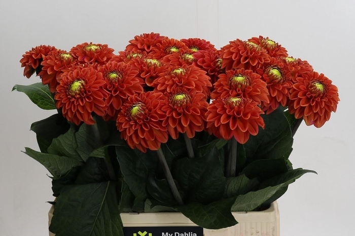 <h4>Dahlia Orange Fox</h4>