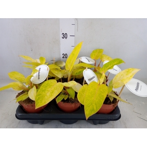 Philodendron   ...