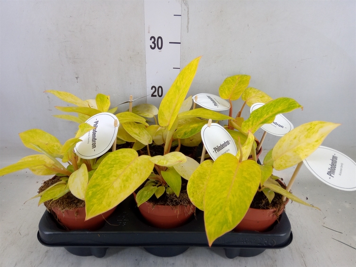 <h4>Philodendron   ...</h4>