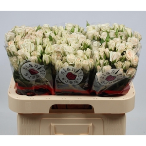 R TR ROYAL PORCELINA