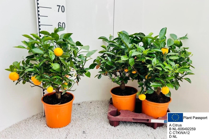 <h4>CITR MICROCARPA</h4>