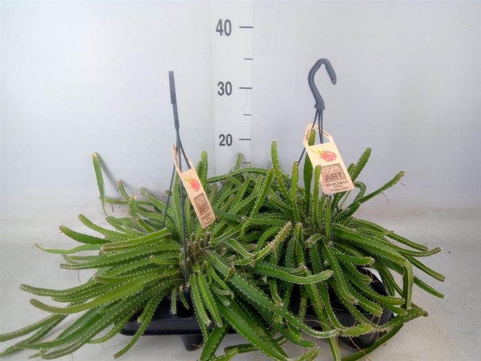 <h4>Hylocereus undatus</h4>