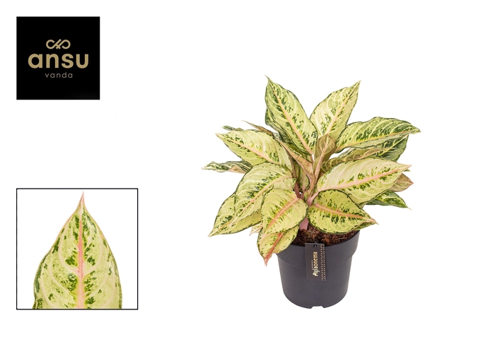 <h4>Aglaonema Chartreuse Pretty</h4>