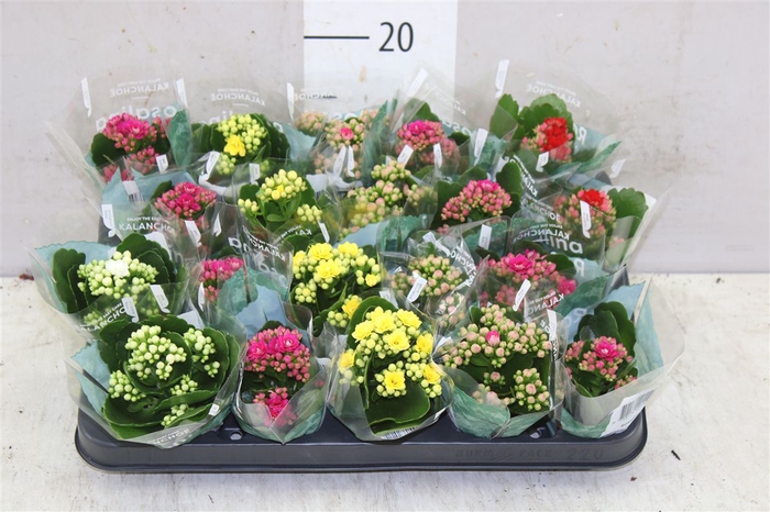 <h4>Kalanchoe Rosalina Mix</h4>