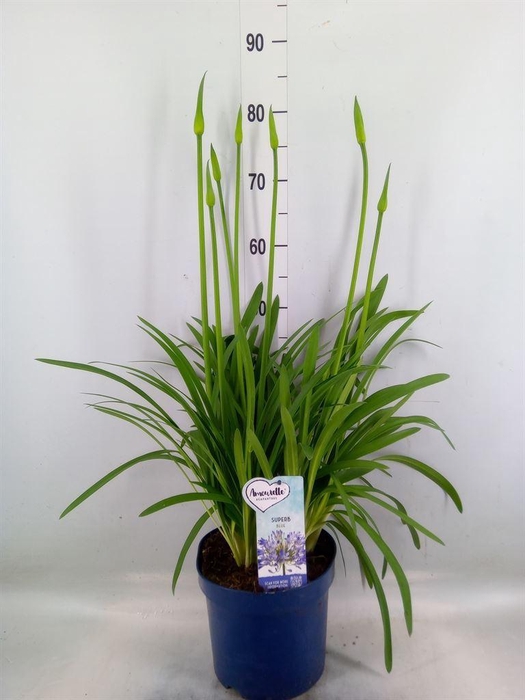 <h4>Agapanthus  'Amourette Superb'</h4>