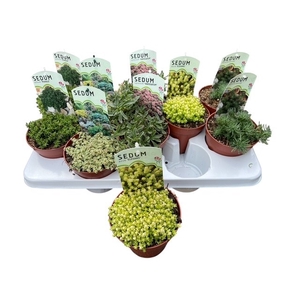SEDUM OV