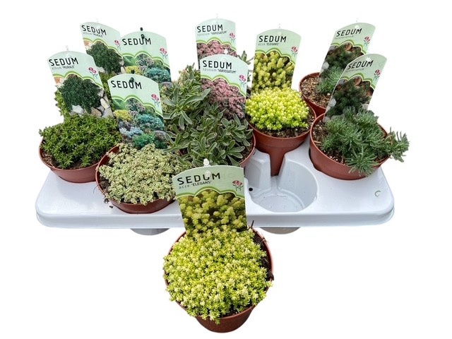 <h4>SEDUM OV</h4>