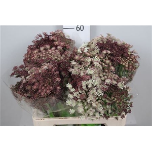 Daucus carota 'Dara'