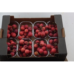 Sier Malusappel Red X8