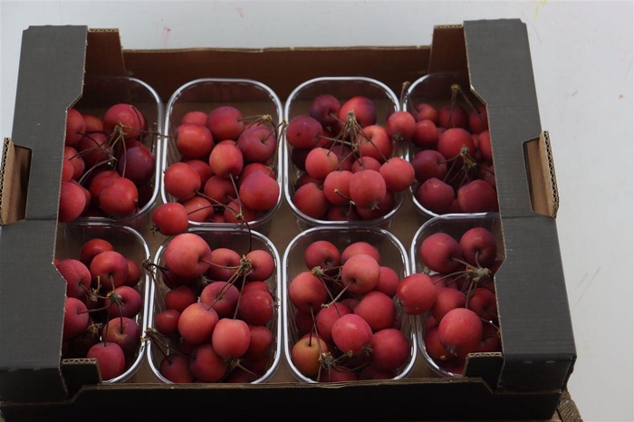 <h4>Sier Malusappel Red X8</h4>