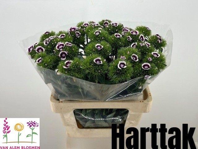 <h4>DI BARB WILL BIC PUR</h4>