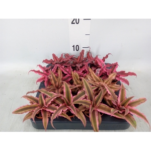 Cryptanthus   ...mix