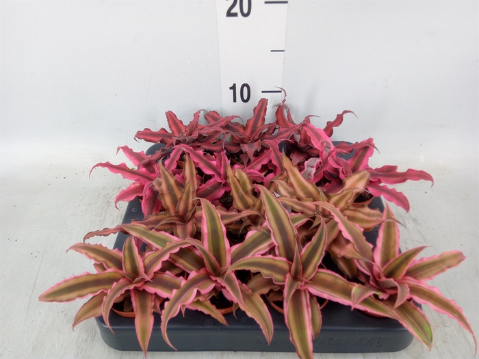 <h4>Cryptanthus   ...mix</h4>