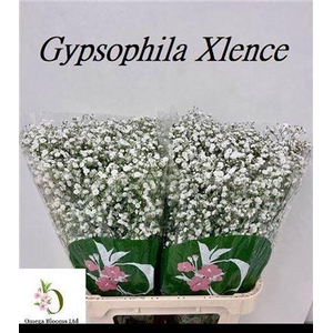 Gyps Pa Xlence