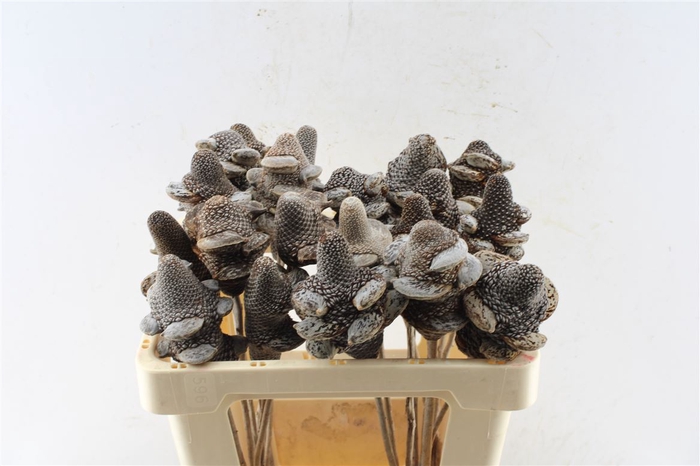 <h4>Banksia Menziesii</h4>