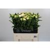 Paeonia Duchesse De Nemours