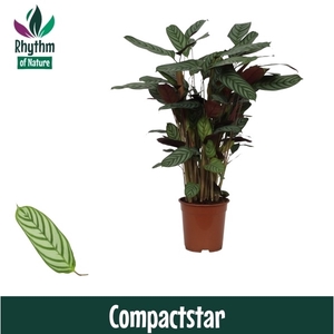 Calathea 21cm Compactstar Rhythm of Nature (Ctenanhte)