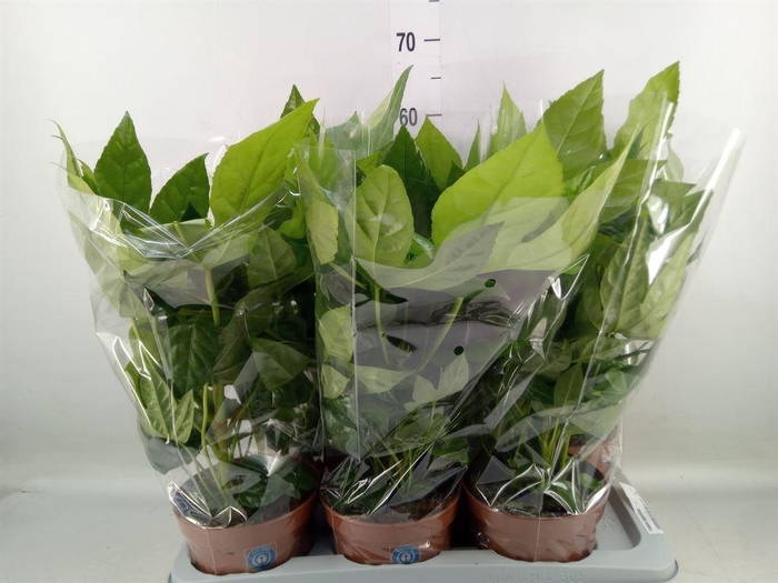 <h4>Fatsia japonica   ...</h4>