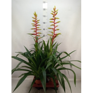 Guzmania  'Rebel'